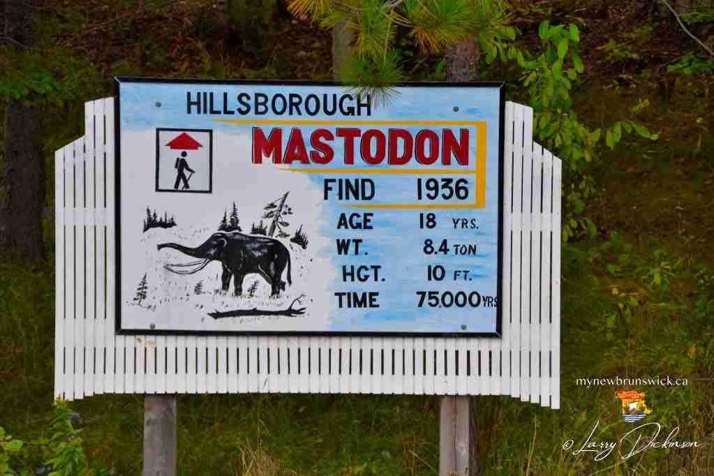 Hillsborough Mastodon